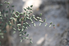 Argyrochosma
