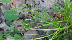 Carex brunnescens