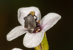 Amalorrhynchus melanarius