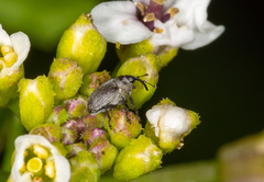 Amalorrhynchus melanarius