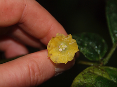 Capsicum lycianthoides