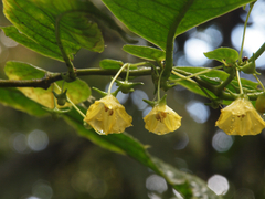 Capsicum lycianthoides