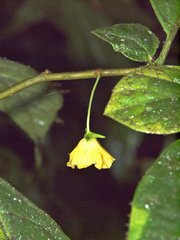 Capsicum lycianthoides