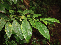 Capsicum lycianthoides