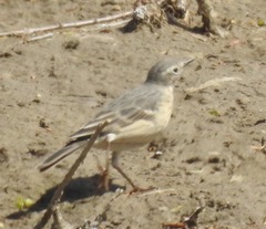 Anthus rubescens japonicus
