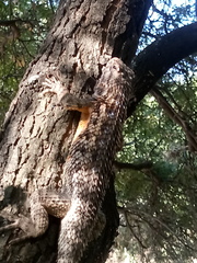 Sceloporus spinosus