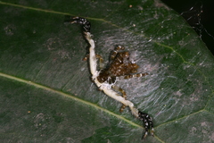 Phrynarachne ceylonica