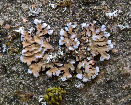Geltonvidurė Žiauberūnė nuotrauka