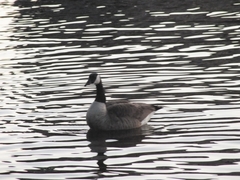 Branta canadensis