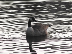Branta canadensis