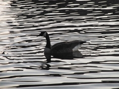 Branta canadensis