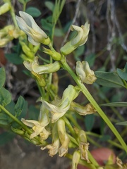 Astragalus beckwithii