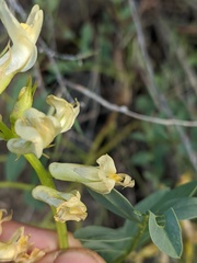 Astragalus beckwithii