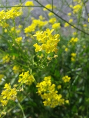 Bunias orientalis