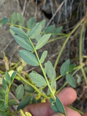 Astragalus beckwithii