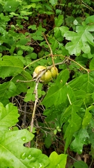 Toxicodendron diversilobum