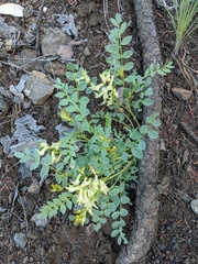 Astragalus beckwithii