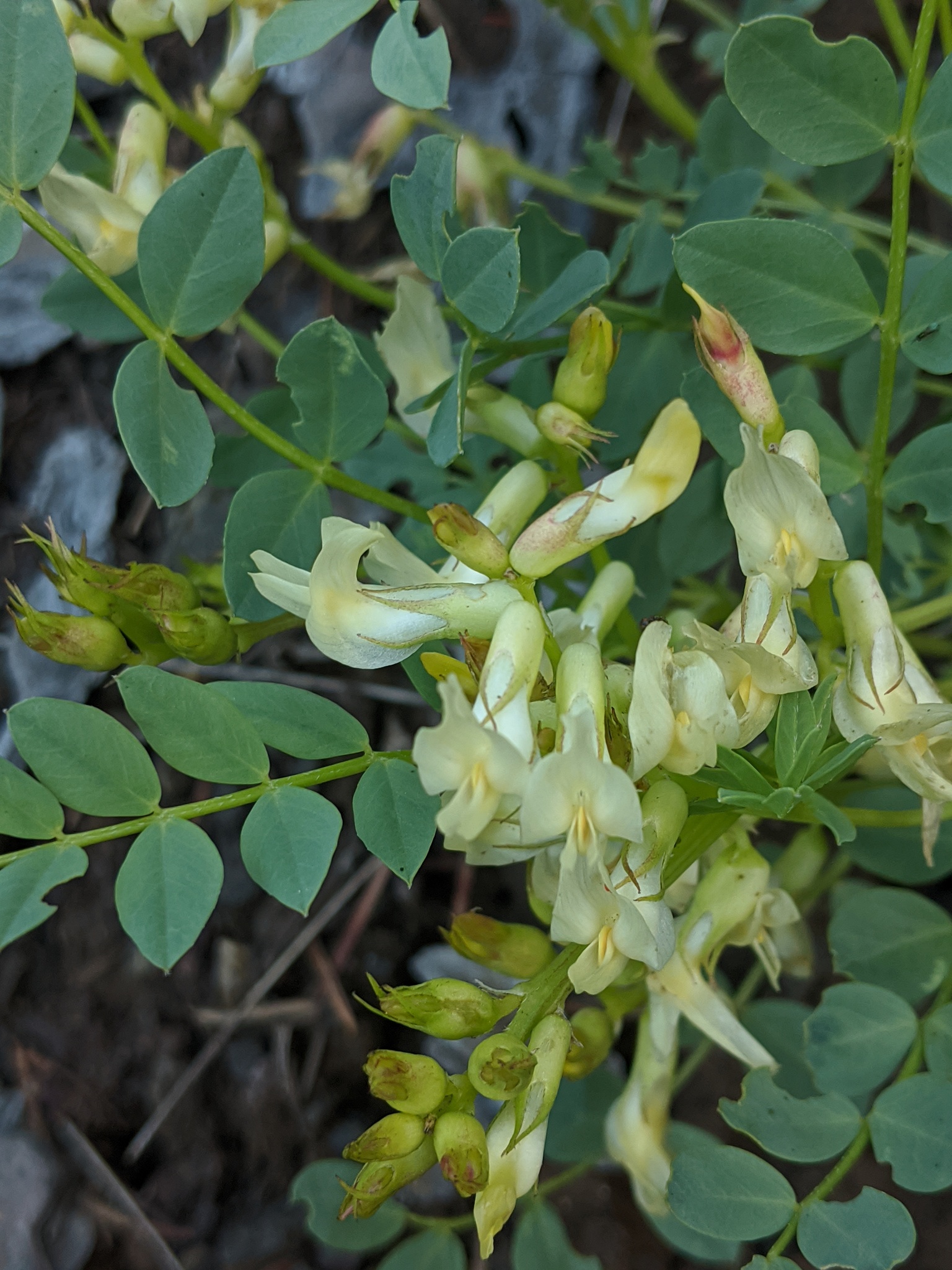 Astragalus beckwithii