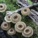 Lentinus Sect. Lentinus - Photo (c) Krysta Lianne, some rights reserved (CC BY-NC), uploaded by Krysta Lianne