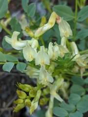 Astragalus beckwithii