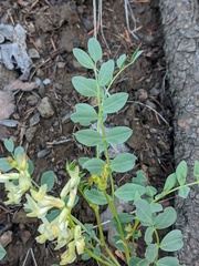 Astragalus beckwithii