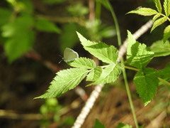 Celastrina echo