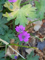 Geranium