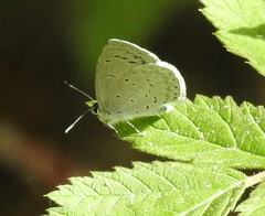 Celastrina echo