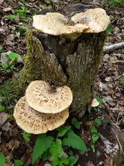 Cerioporus squamosus