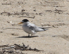 Sternula antillarum browni