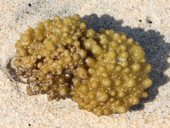 Colpomenia tuberculata