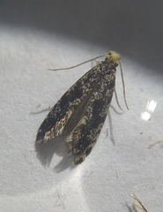 Nemapogon granella