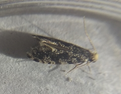 Nemapogon granella