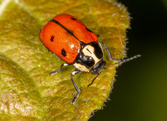 Cryptocephalus octopunctatus