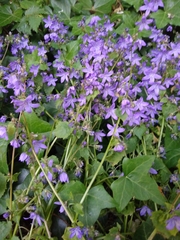 Campanula poscharskyana