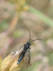 Dolerus nitens
