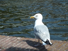 Larus argentatus