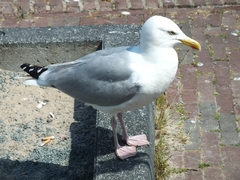 Larus argentatus