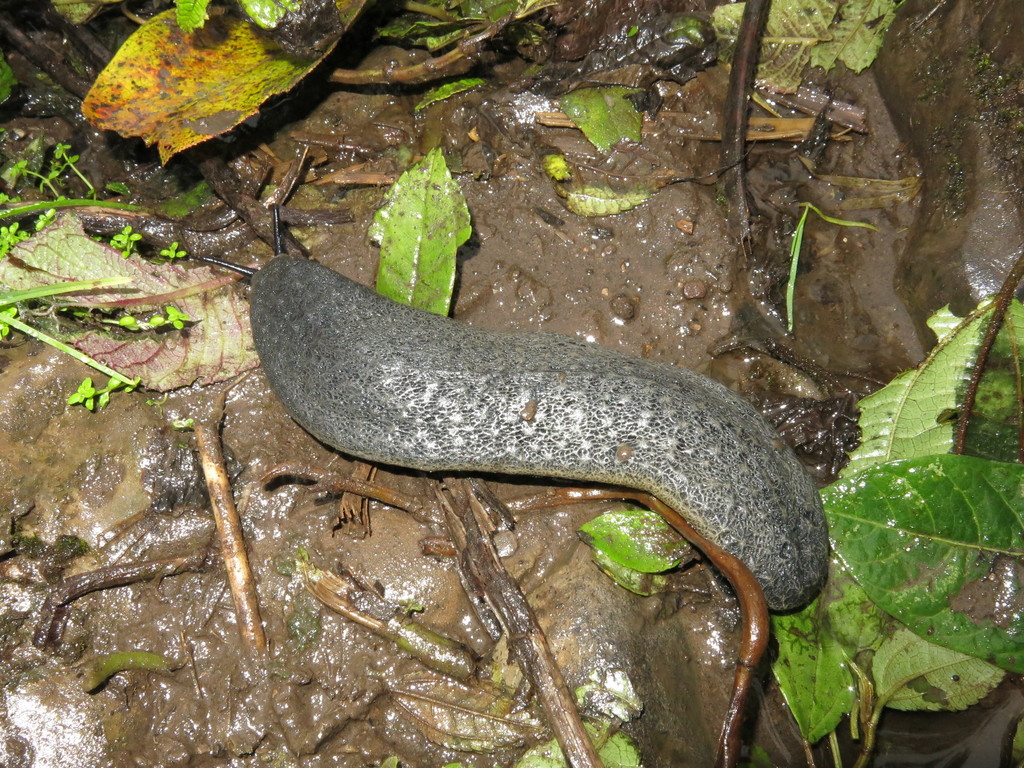 Montivaginulus coriaceus