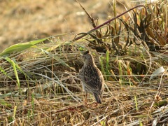 Alauda arvensis japonica