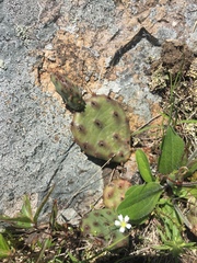 Opuntia cespitosa