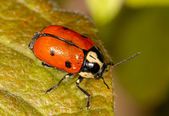 Cryptocephalus octopunctatus