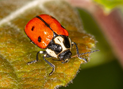 Cryptocephalus octopunctatus