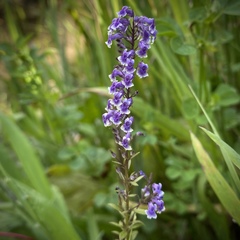 Anarrhinum longipedicellatum