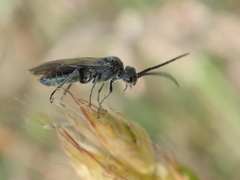 Dolerus nitens