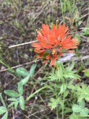 Castilleja hispida
