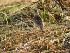 Alauda arvensis japonica