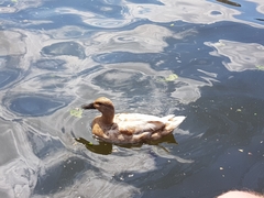 Anas platyrhynchos domesticus