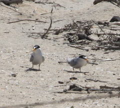 Sternula antillarum browni