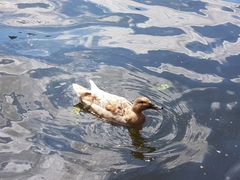 Anas platyrhynchos domesticus